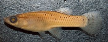 Media type: image;   Ichthyology 36175 Aspect: lateral,description